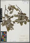 Foto von Salix hastata L.